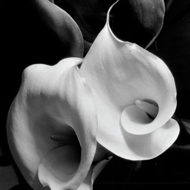 Photo credits - Imogen Cunningham - 2 Calas, 1929