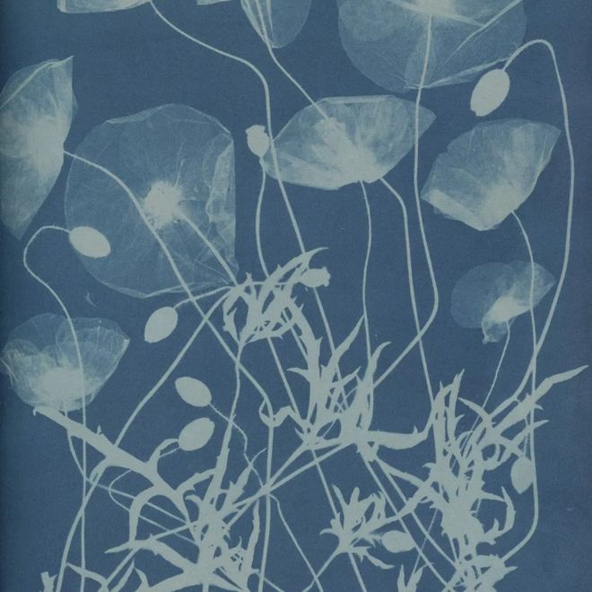 Foto di Anna Atkins
