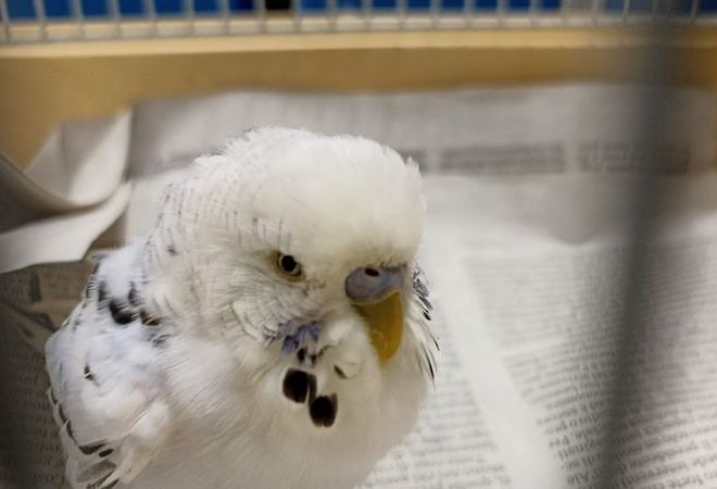 AAA cercasi proprietario della cocorita ritrovata a Nichelino