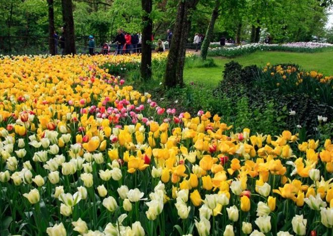 Messer Tulipano celebra 25 anni: colori, storia e tradizione a Pralormo