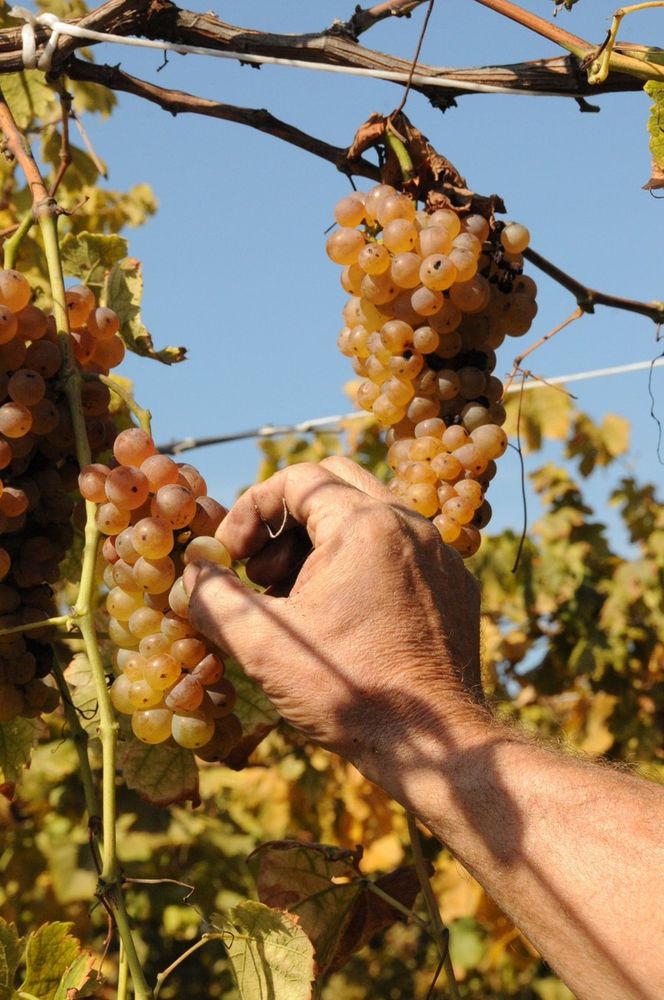 Caluso. Fervono i preparativi per la Festa dell'Uva Erbaluce