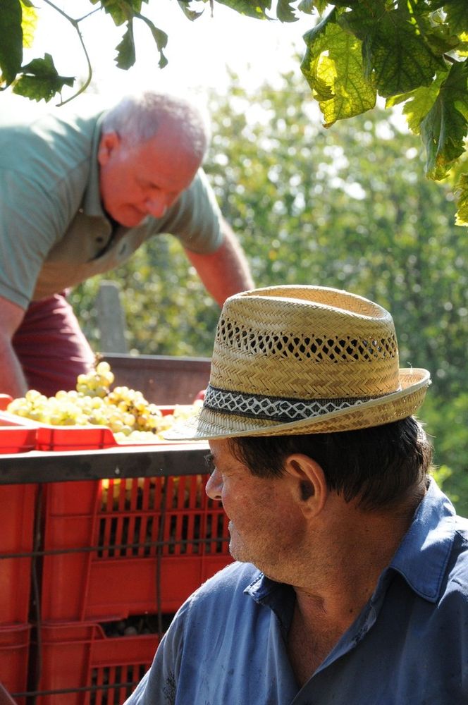 Vendemmia, Coldiretti scrive a Roma per i braccianti dell'Est:&quot;Ridurre burocrazia e semplificare voucher agricolo&quot;