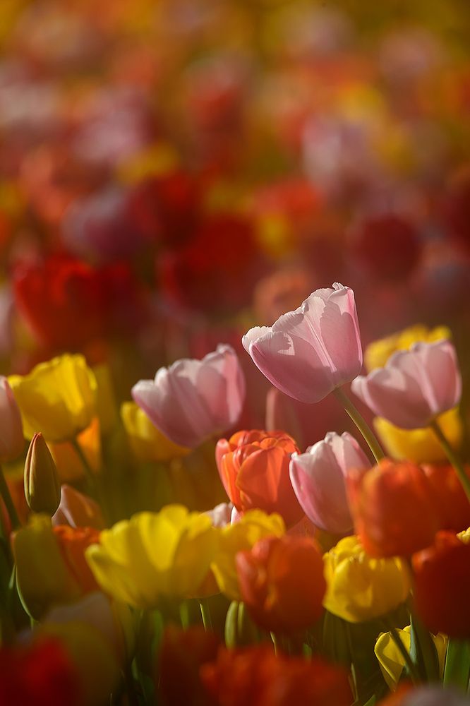 Al Castello di Pralormo, un weekend all'insegna del gusto e dell'artigianato con Messer Tulipano