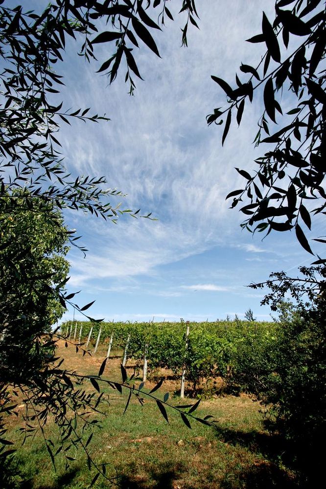 Grugliasco, due giorni dedicati a &quot;Fantastic&quot;: il progetto che porta la tecnologia dei satelliti tra le vigne