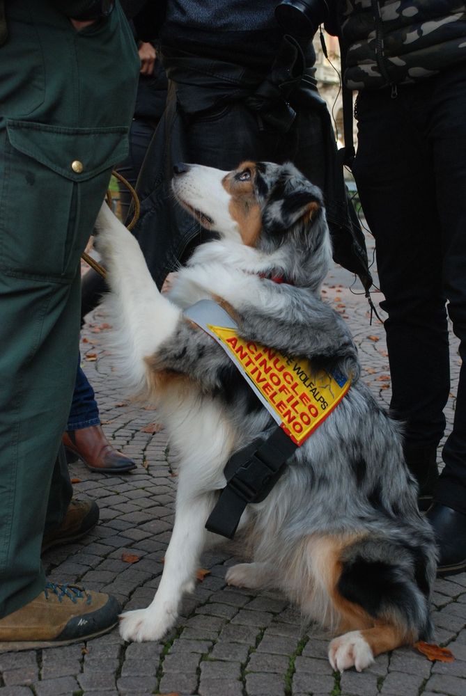 Esche avvelenate contro i cani: controlli a tappeto in centro a Torino