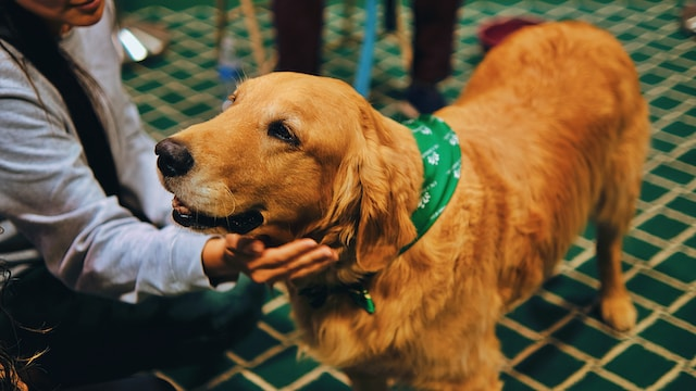 Il cane: il miglior amico dell'uomo e un alleato della sua salute
