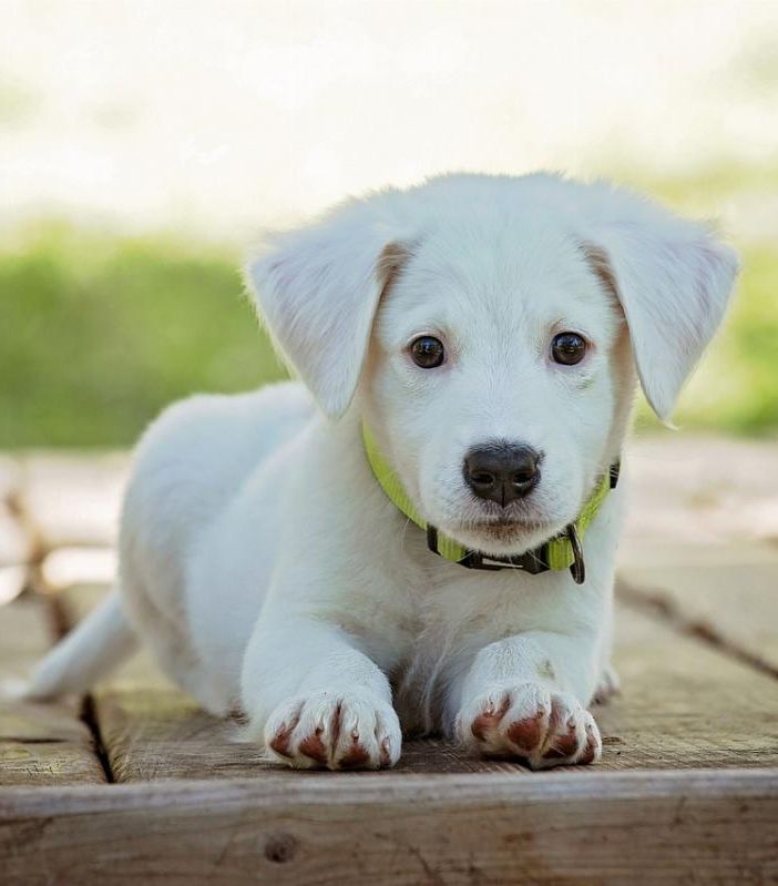 Fai la scelta giusta per i pets: benessere e sana alimentazione