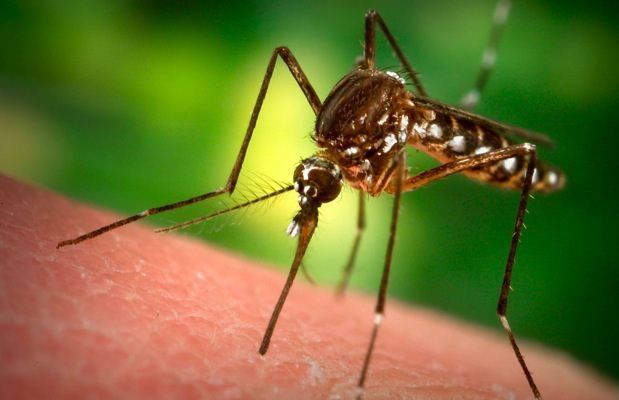 Zanzare e malaria