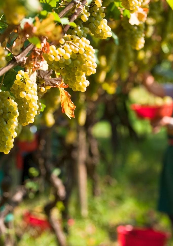 Dichiarazione di Vendemmia: il Piemonte chiede una proroga al 15 dicembre