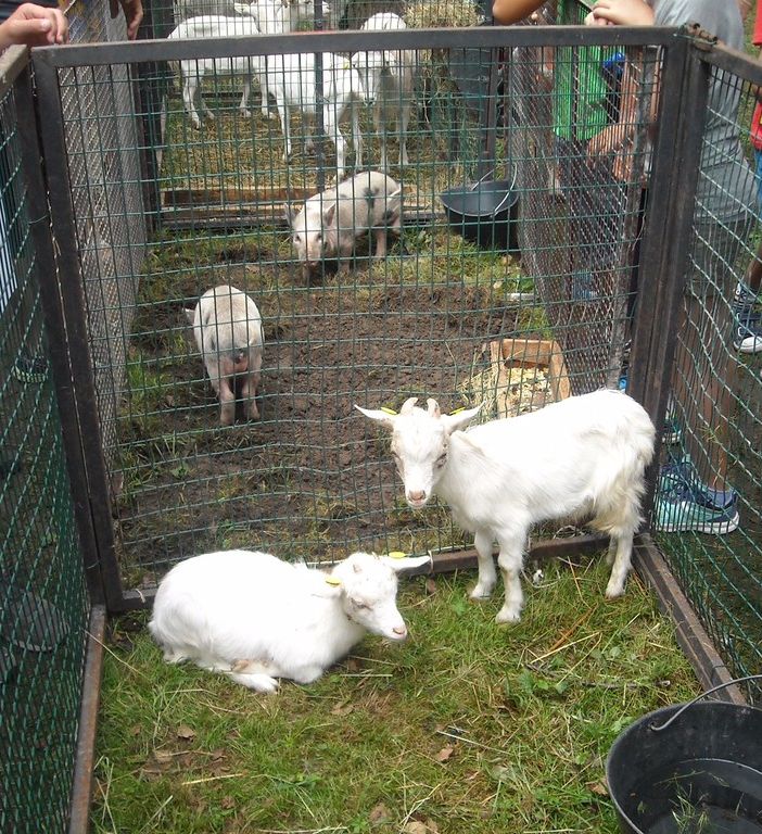 Lettera al Sindaco in difesa degli animali