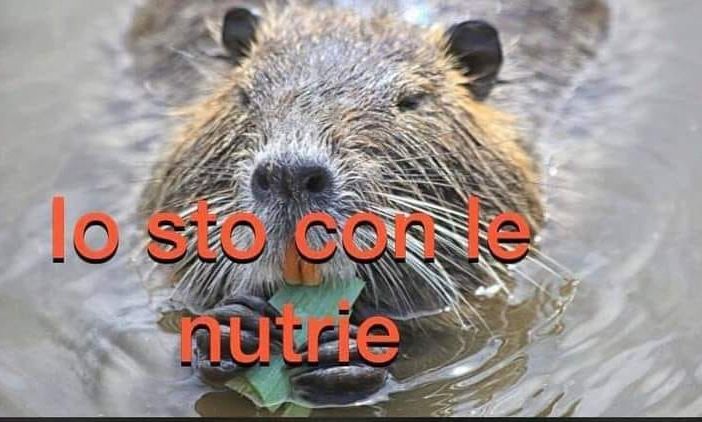 &quot;Le catturano e le uccidono come nei campi di concentramento&quot;: polemica a Brandizzo sul contenimento delle nutrie