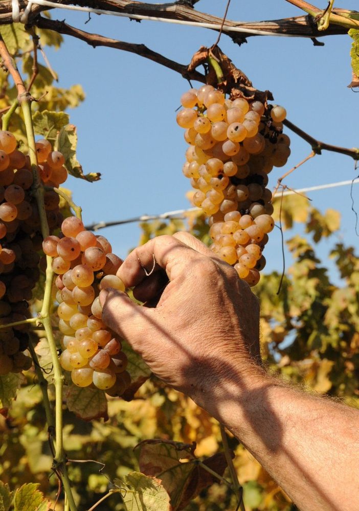 Caluso. Fervono i preparativi per la Festa dell'Uva Erbaluce