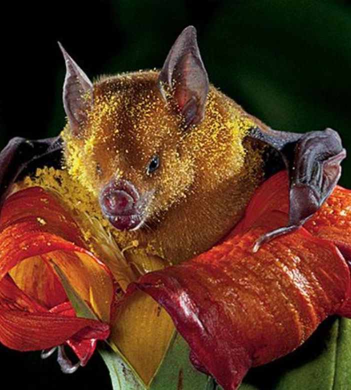 Gli impollinatori: non solo le api e gli insetti. E se non fosse per le zanzare...