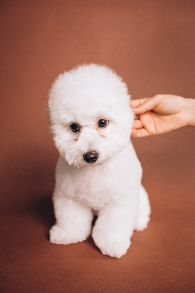 Criteri fondamentali per selezionare un cucciolo di barboncino toy con pedigree