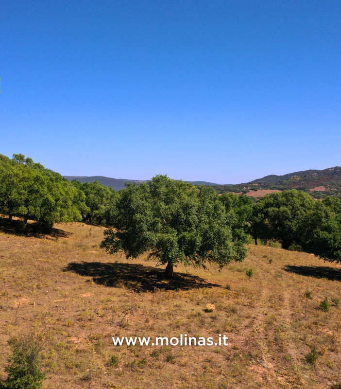 Sugherificio Molinas raddoppia gli ettari di foreste di proprietà certificati FSC®