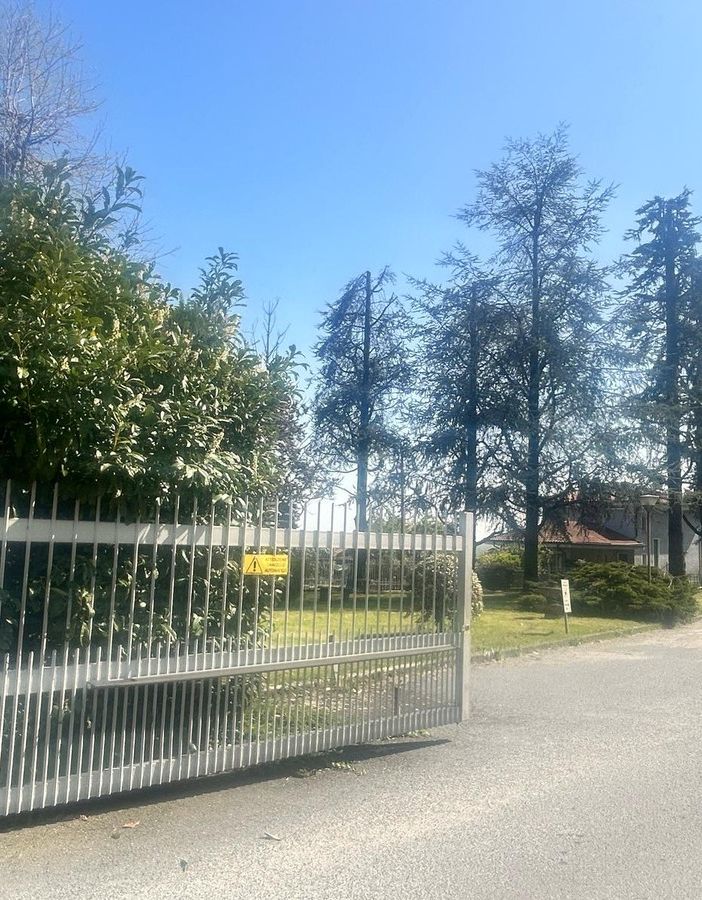 Il gruppo di conifere di cui tre verranno abbattute, tra le polemiche della minoranza