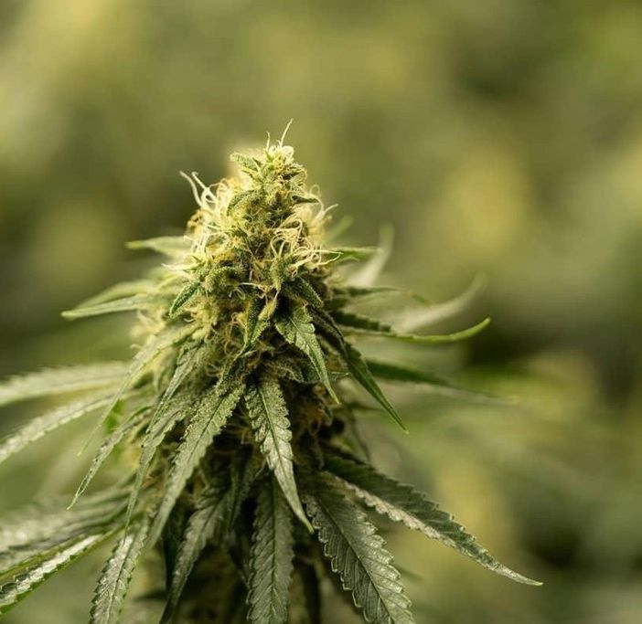 Scoperta “fabbrica” della ganja alimentata da un allaccio abusivo: 700 piante sequestrate