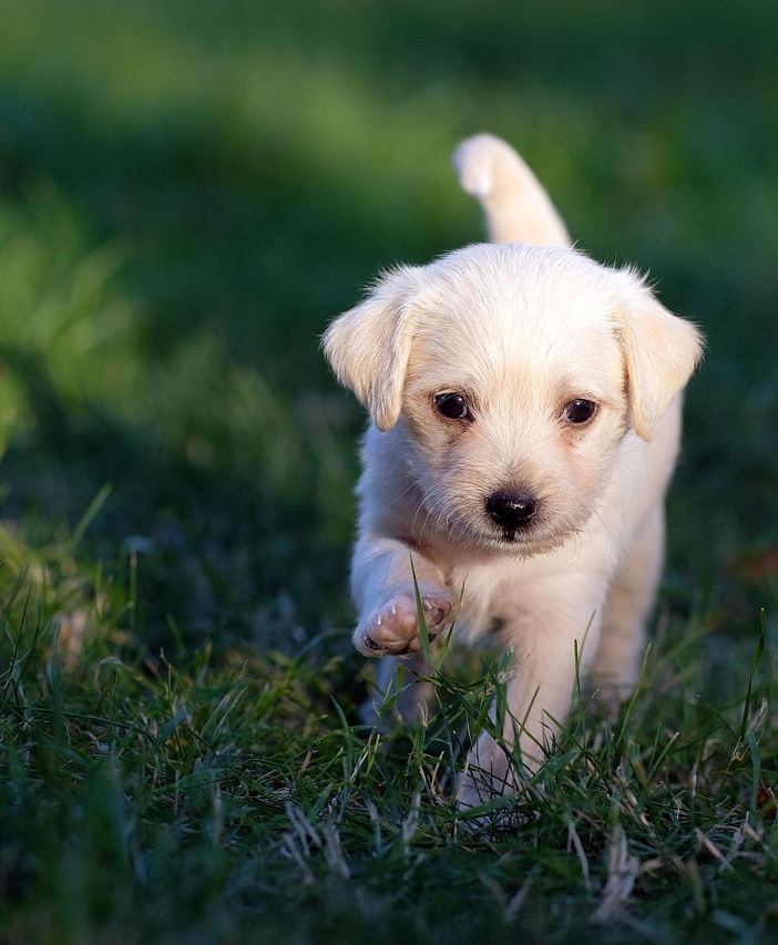 Cani e benessere: a Luserna San Giovanni un evento per la salute animale e la solidarietà