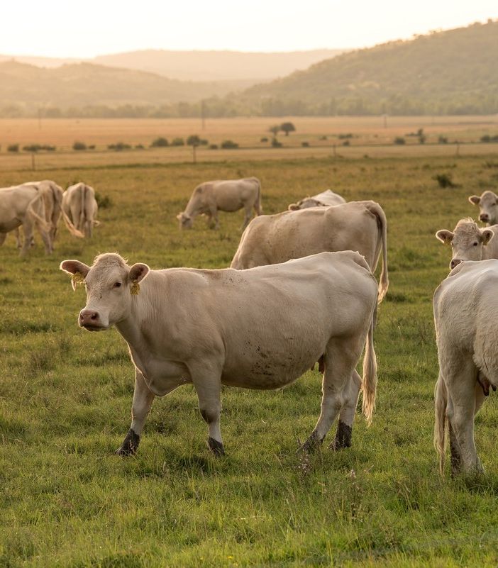 A Cavour si discute di benessere animale e ‘cibo sintetico’