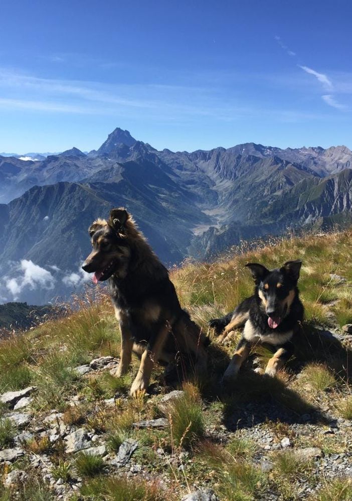 Argo e Fiamma, uccisi da un cacciatore lo scoro dicembre