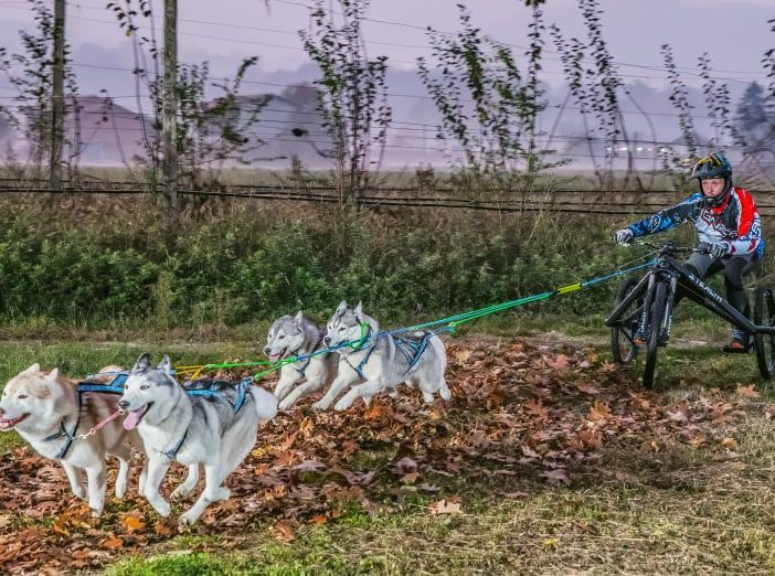 Matteo Vercellone con i suoi husky