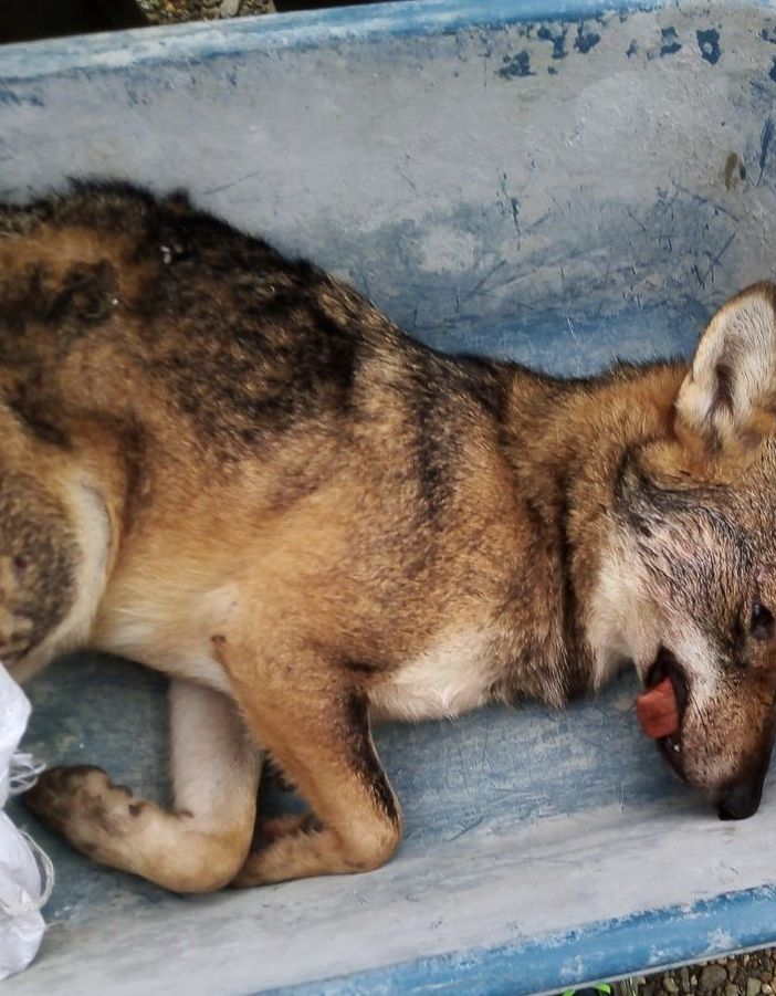 Lupo travolto da un’auto tra Bibiana e Bagnolo Piemonte