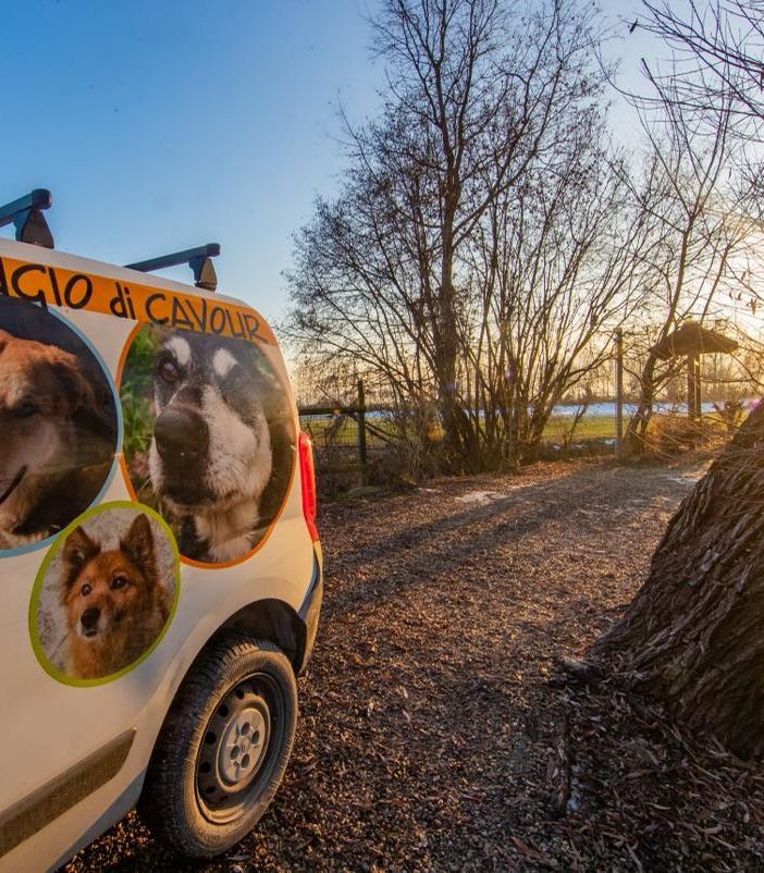 Carenza di vaccini e adozioni instabili: cambia il mondo per cani e gatti