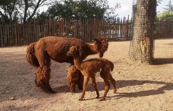 La cucciola di Alpaca di Zoom