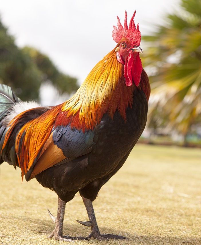 Disturbava il sonno degli abitanti di Luserna San Giovanni: la Polizia locale fa allontanare un gallo