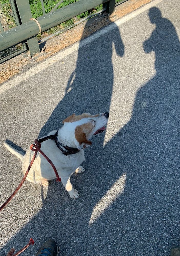 Un cane scivola nel Po, recuperato dai Vigili del fuoco