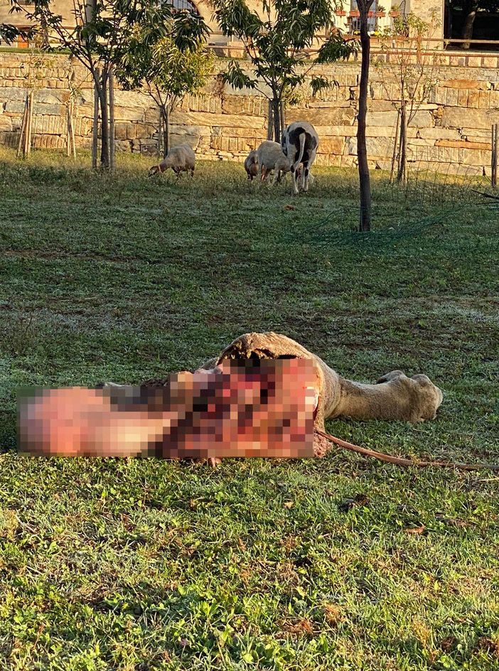 La pecora predata a San Giovanni