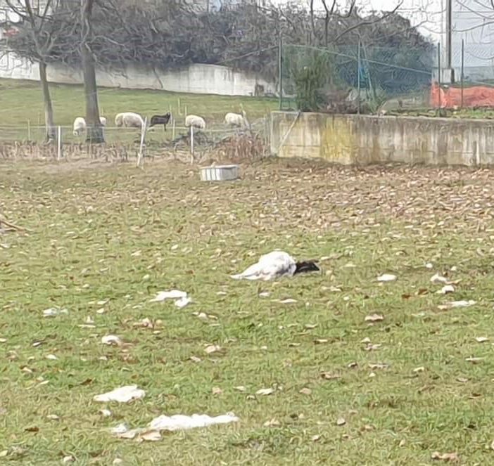 Una predazione a Luserna San Giovanni