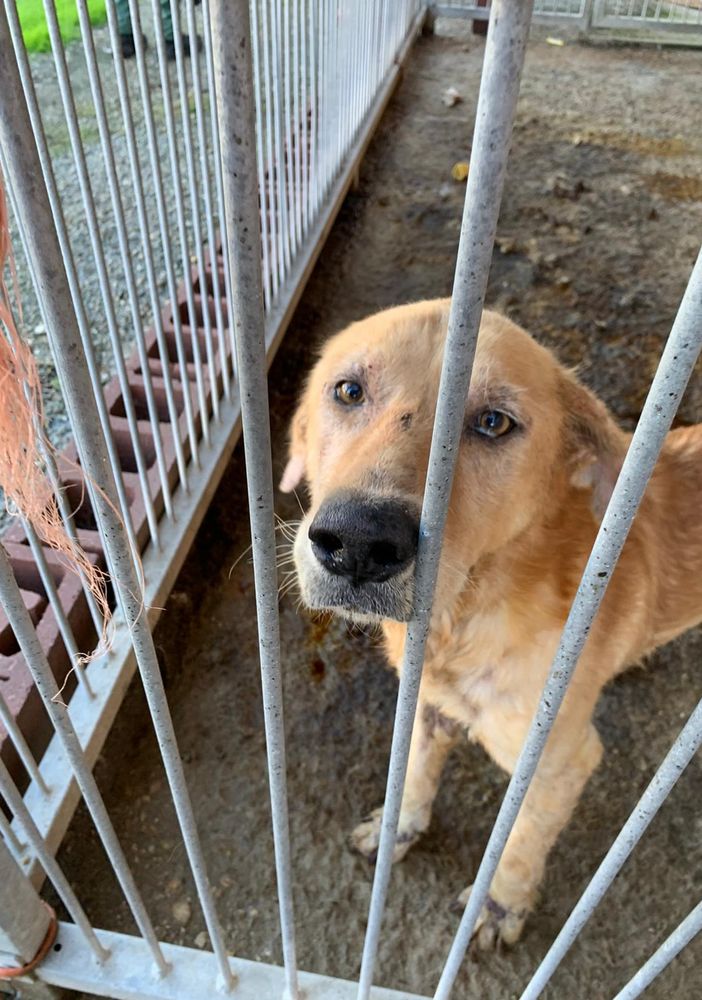 None: il cane dormiva tra gli escrementi, denunciato per maltrattamenti animali (FOTO)