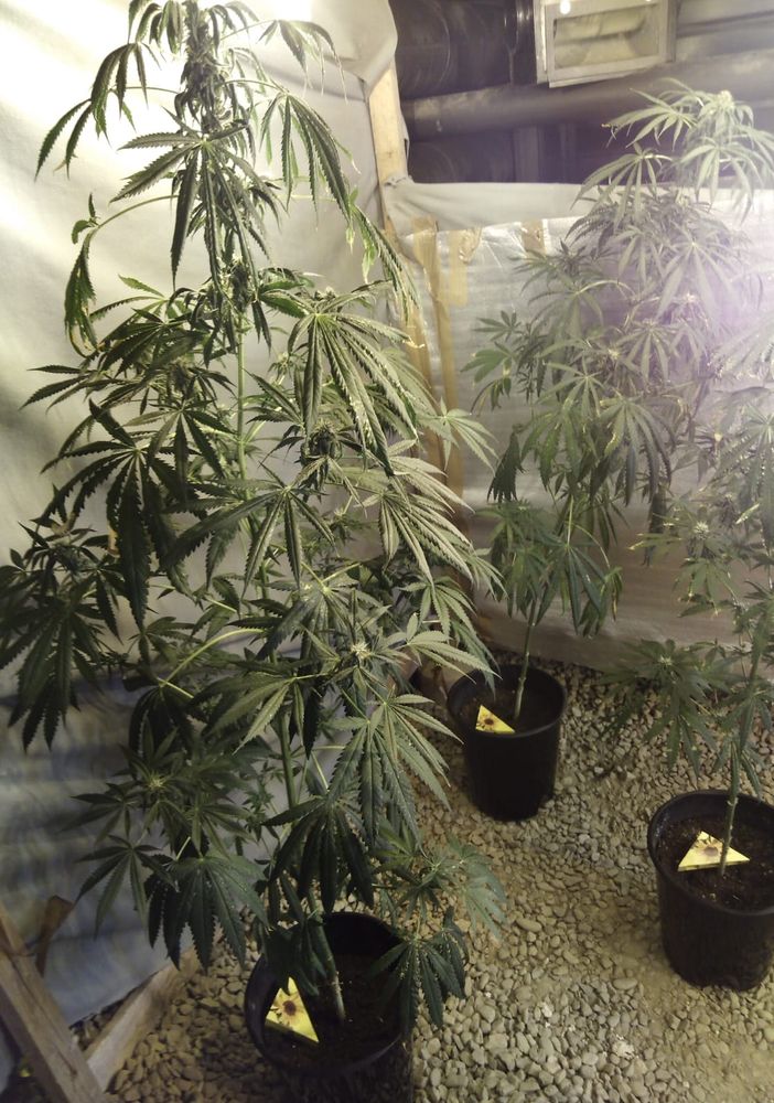 Smantellata una coltivazione di droga negli scantinati del Palaghiaccio di Pinerolo (FOTO)