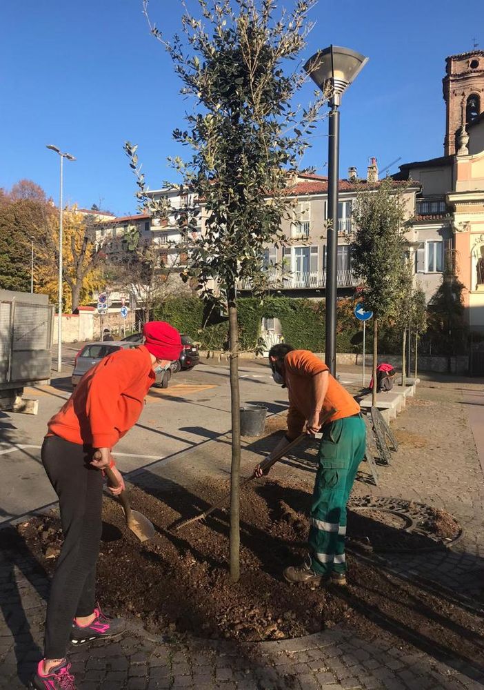 Piazza Santa Croce a Pinerolo ha 9 nuovi alberi da martedì