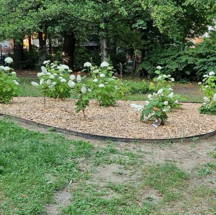 Pinerolo inaugura l’ortensieto nel Parco di Villa Prever