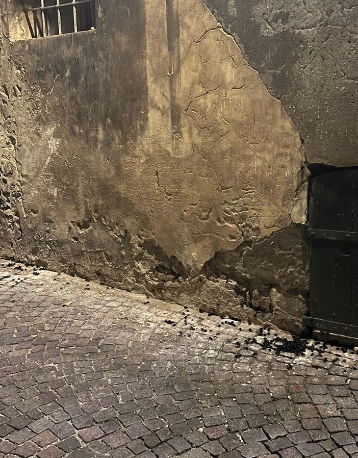 Gli scarafaggi in via del Pino
