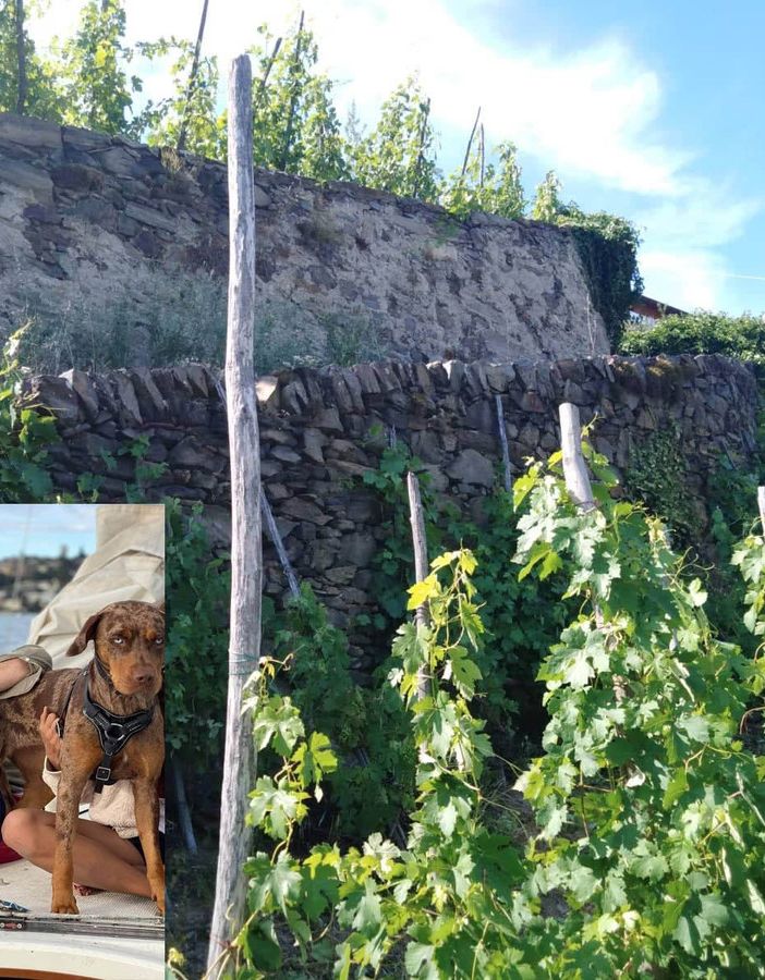 Una vigna a Pomaretto e nel riquadro Michele Percivati