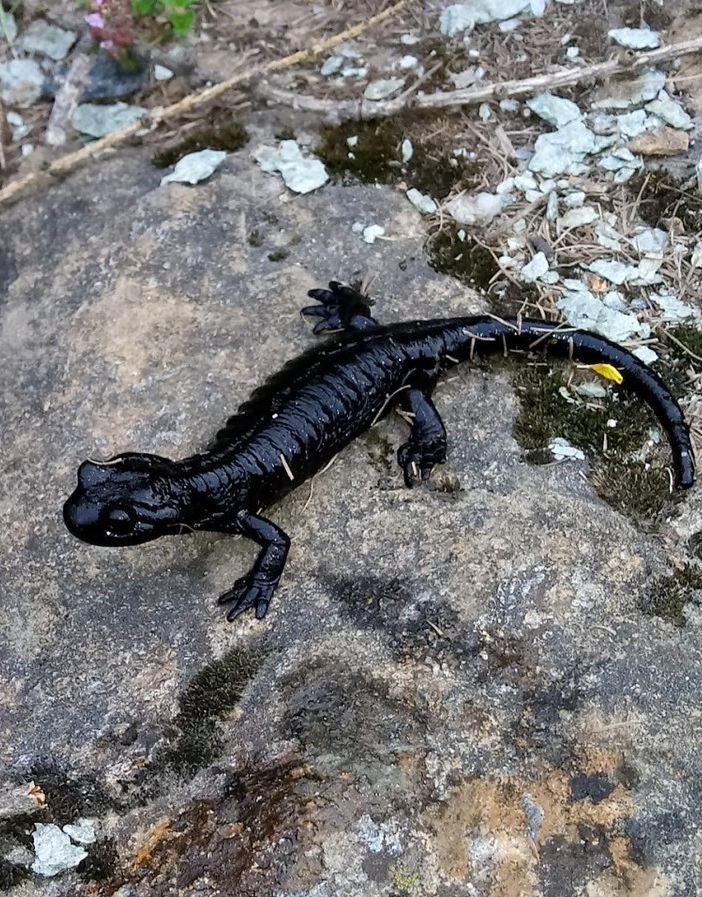 La salamandra di Lanza