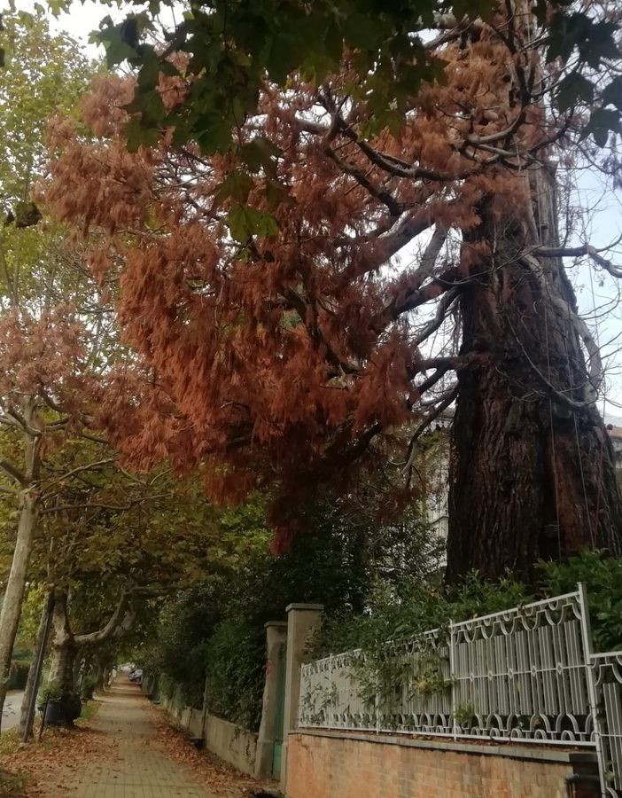 La sequoia gigante di viale Dante