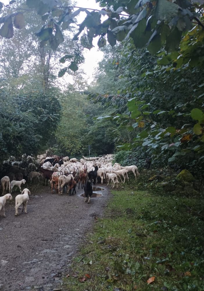 Un gregge lungo la via dei Pastori
