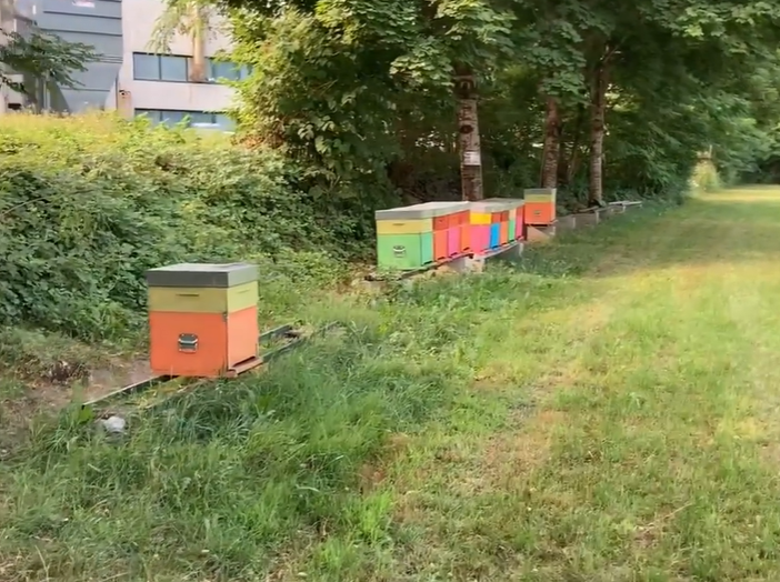 Gli alveari a Villar Perosa di Bee Slow dopo il furto
