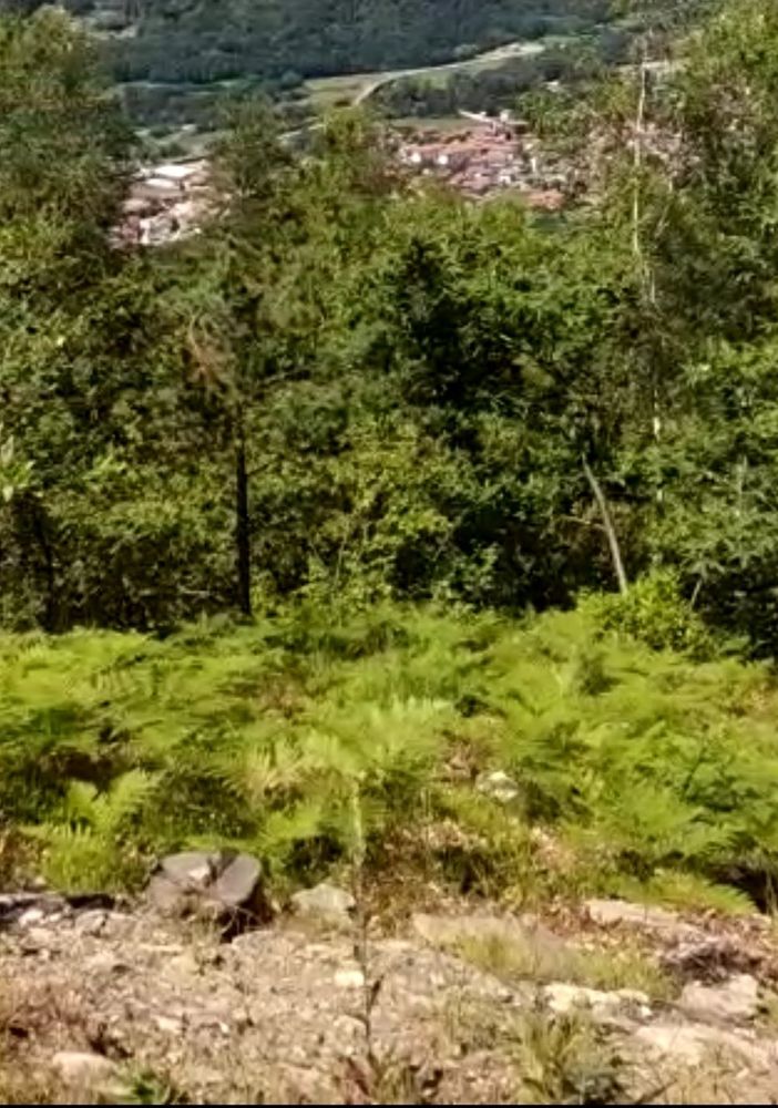 La zona di borgata Miandassa in cui sono state tagliate le piante