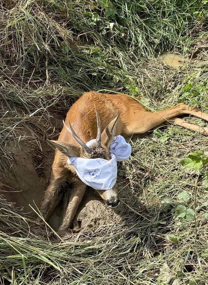 Capriolo investito viene soccorso a Virle Piemonte