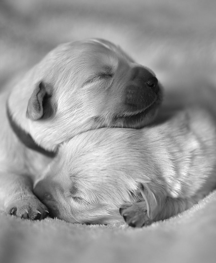 I cuccioli portano ‘I venerdì di primavera’ allo Spazio Campana
