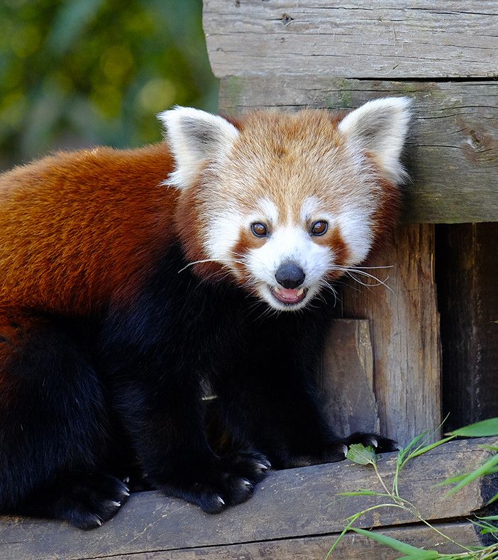 Il panda rosso