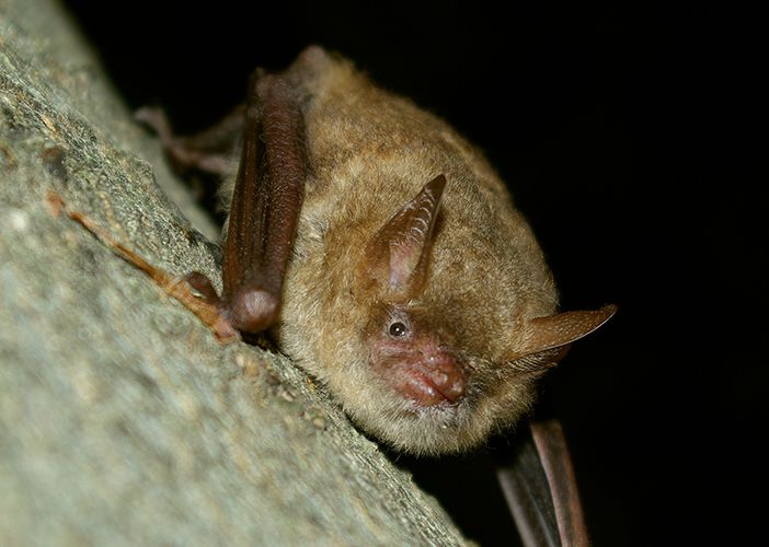 Casalborgone, una colonia di pipistrelli invade la chiesa: e ora si cerca di tutelarli