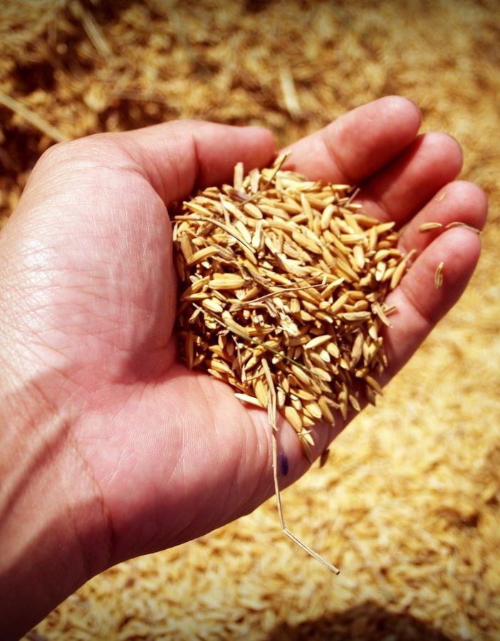 Capitale mondiale del Cibo, il comitato promotore spiega i dieci motivi per sostenere la candidatura di Torino
