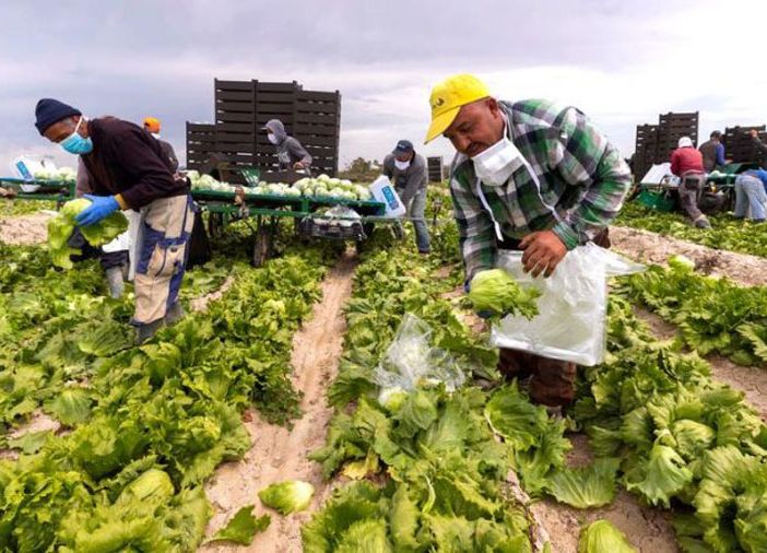 Coldiretti Piemonte: &quot;Servono tempi certi per l’ingresso dei lavoratori stagionali”