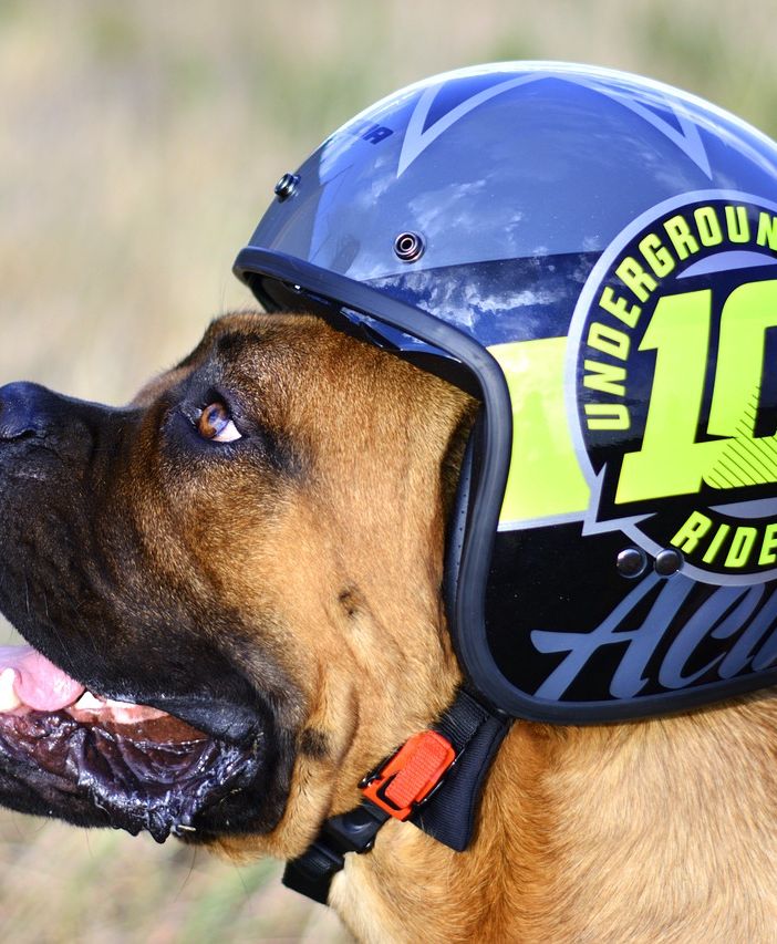 cane con un casco